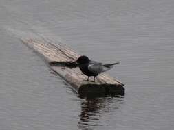 Image of Black Tern