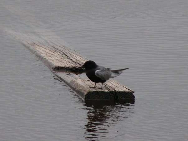 Image of Black Tern