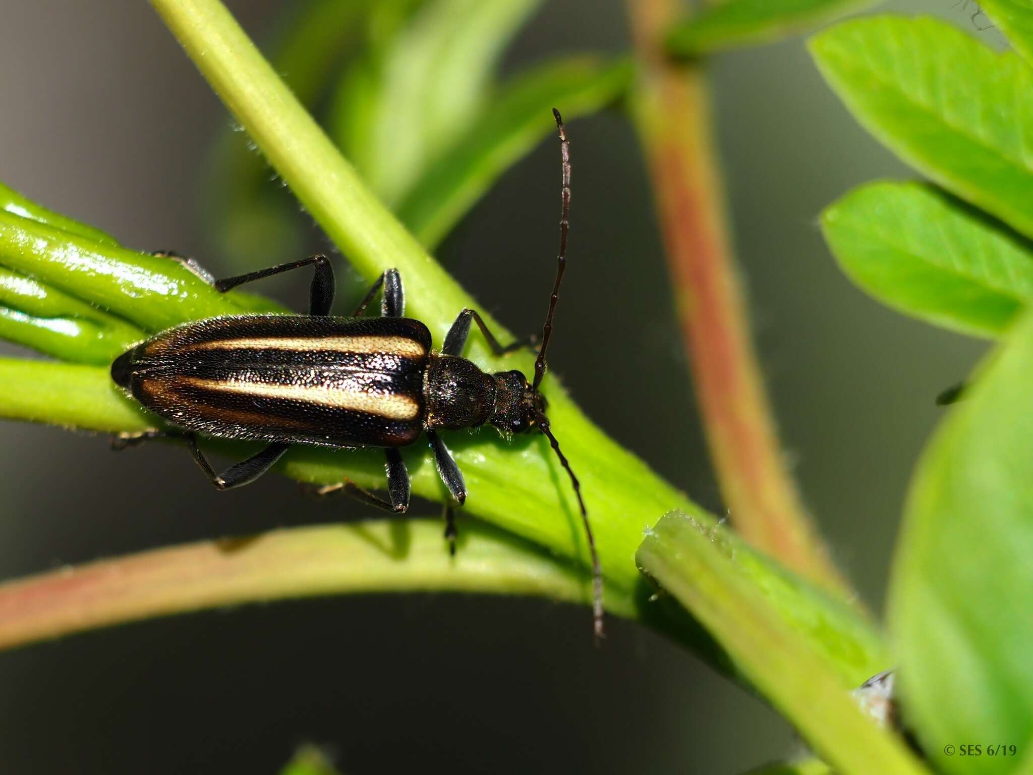 Image of Cortodera longicornis (Kirby 1837)