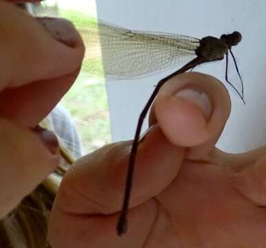 Image of Glistening Demoiselle