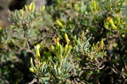 Image of Lopholaena cneorifolia (DC.) S. Moore