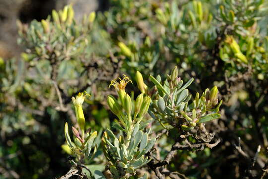 Image de Lopholaena cneorifolia (DC.) S. Moore