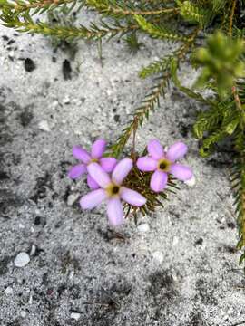 Plancia ëd Thecaphora capensis Roets & Dreyer 2008