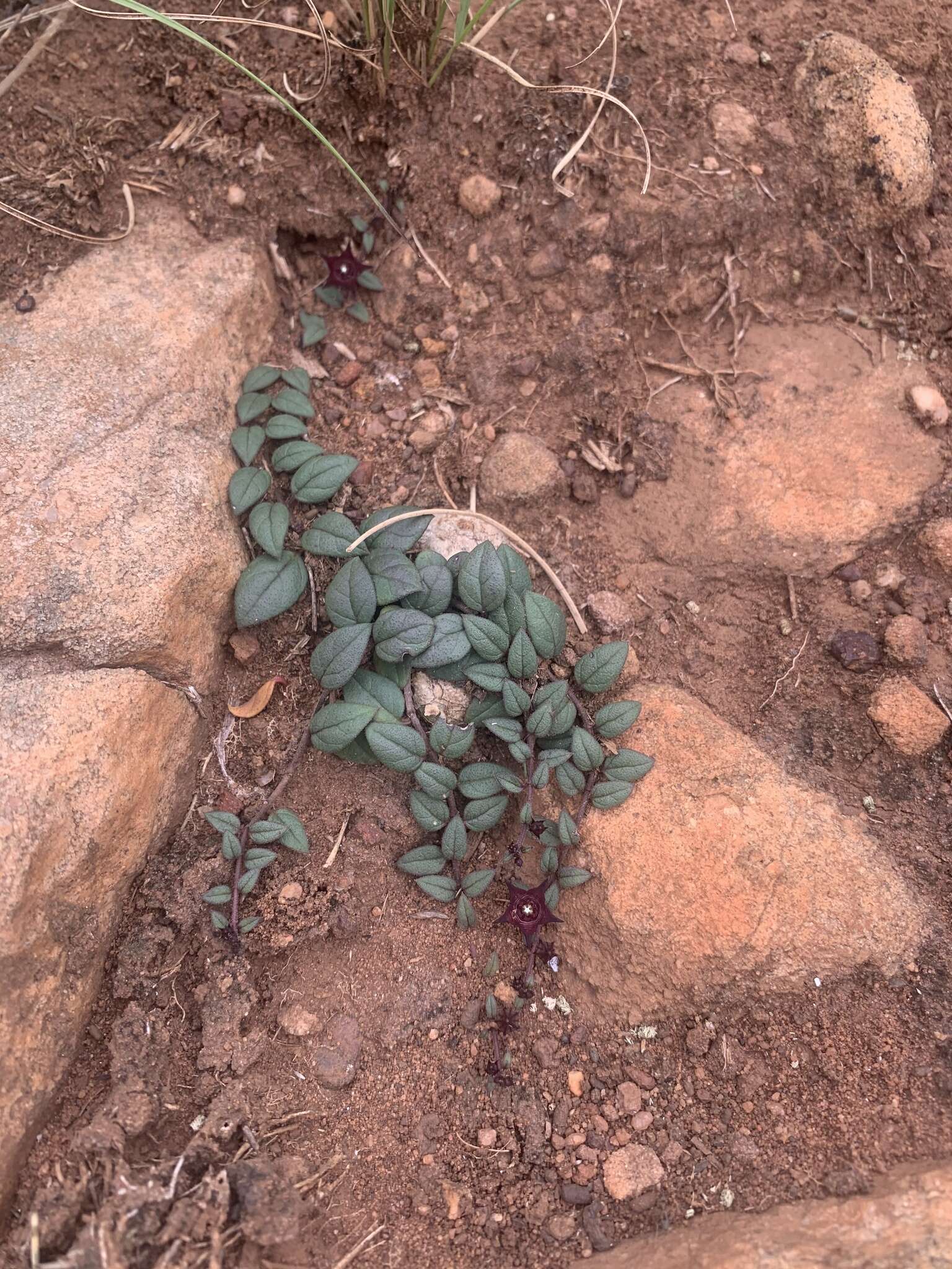 Image of Ceropegia pulchellior Bruyns