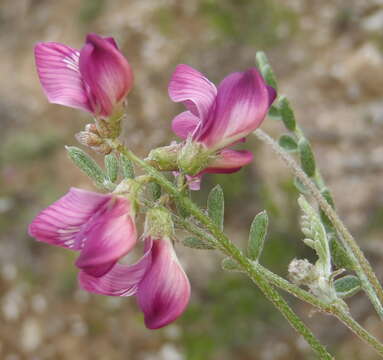 Image of Lessertia annularis Burch.