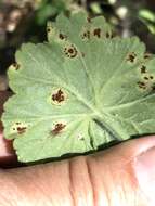 Image of Puccinia pelargonii-zonalis Doidge 1926