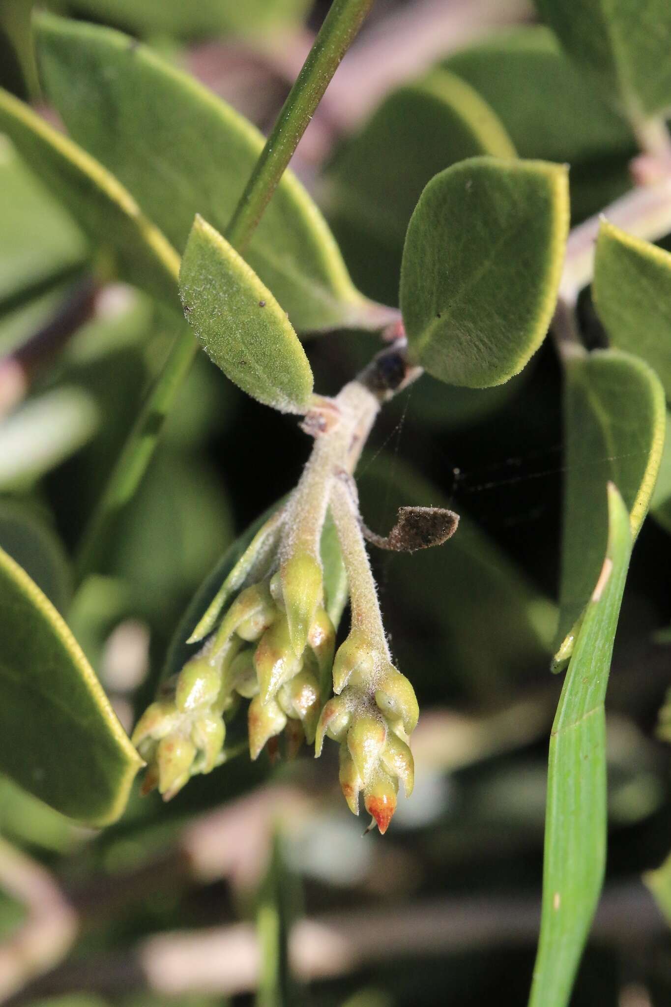 Слика од <i>Arctostaphylos montana</i> subsp. <i>ravenii</i>