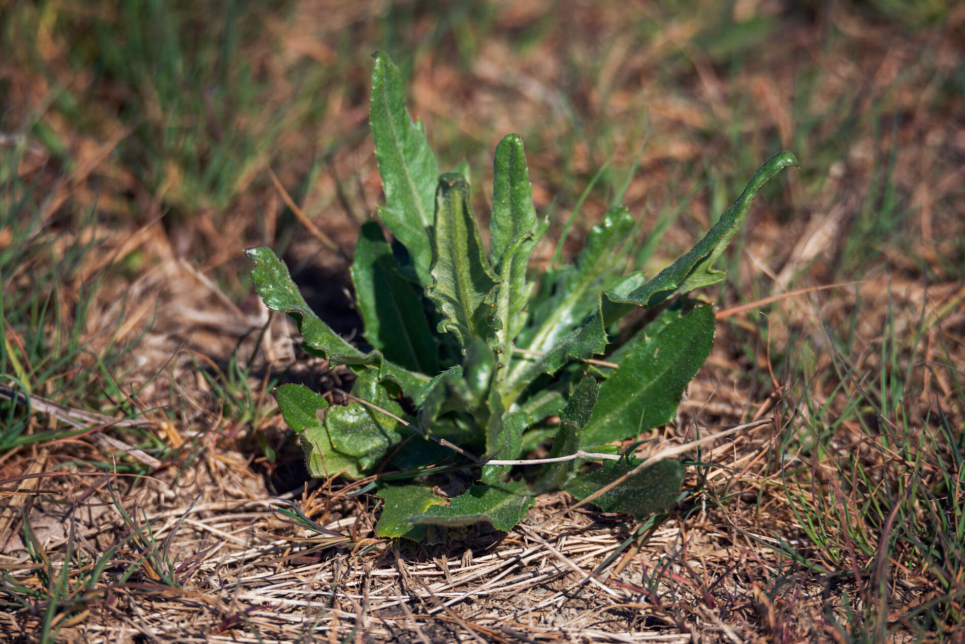 Image of Cirsium arvense var. vestitum Wimmer & Grabowski