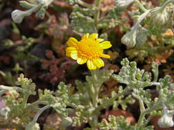 Imagem de Anthemis chrysantha Gay