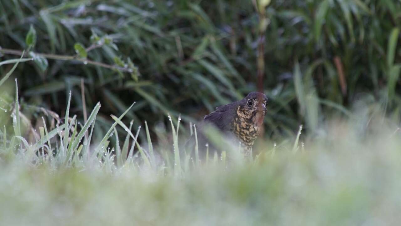 Image of Undulated Antpitta