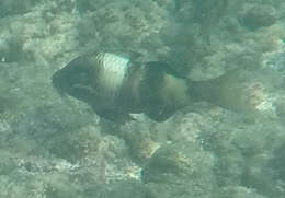 Image of Banded Goatfish