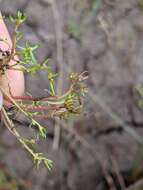 Image of Myriophyllum integrifolium (J. D. Hook.) J. D. Hook.