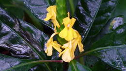 Image de Aphelandra prismatica (Vell.) Hiern