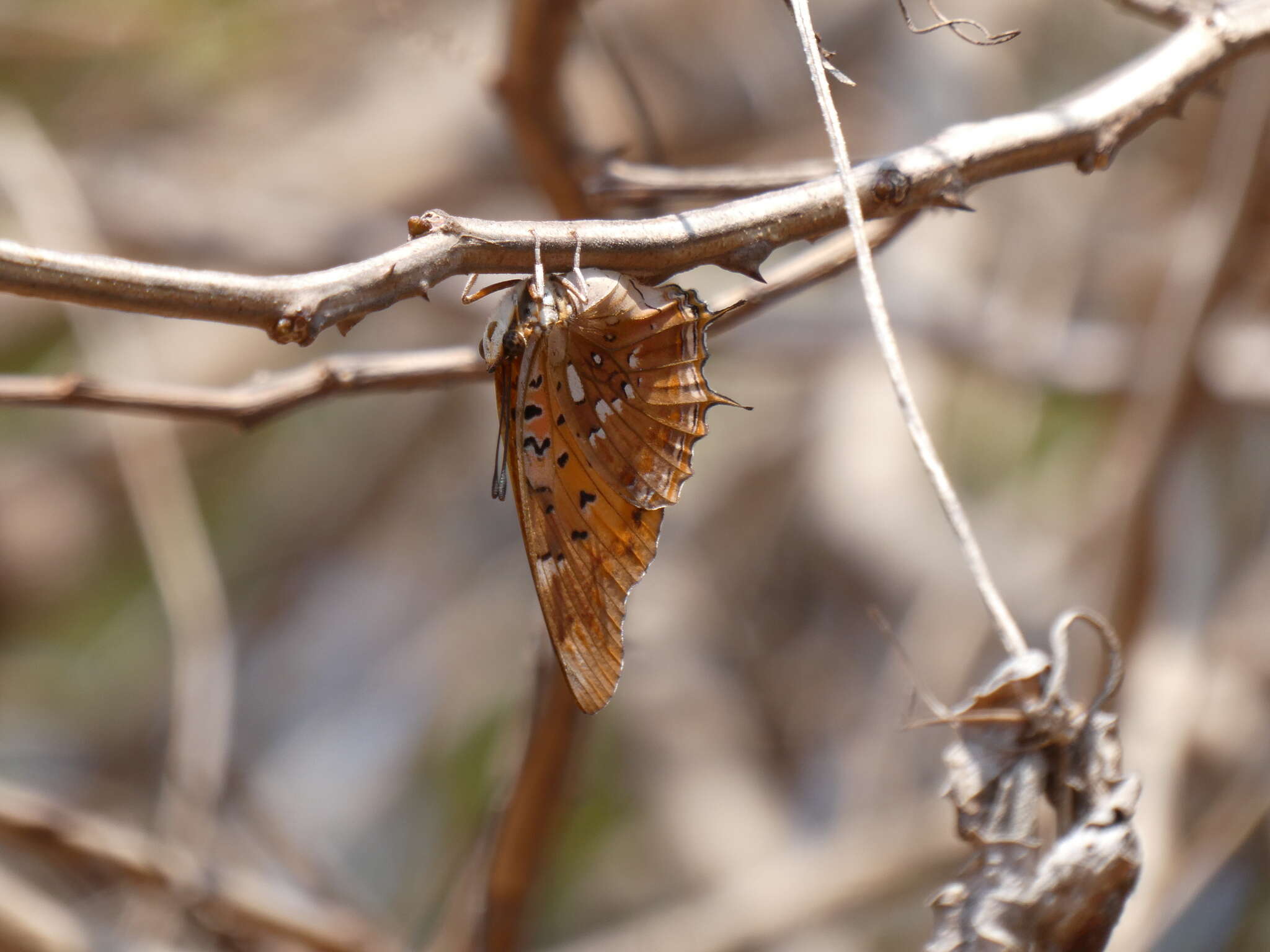 Image of Charaxes jahlusa Trimen 1862