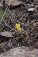 Image of Colchicum luteum Baker