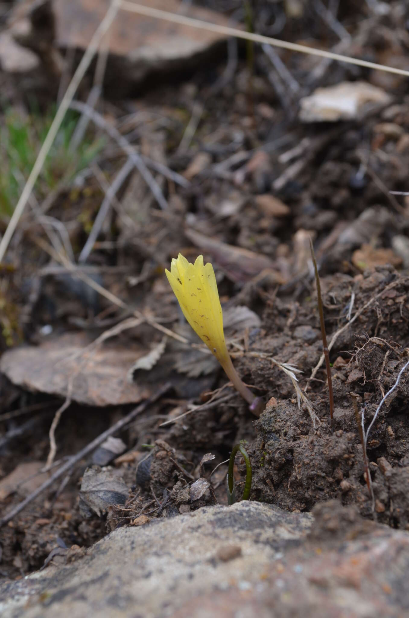 Image of Colchicum luteum Baker