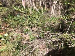 Sivun Leptospermum polygalifolium Salisb. kuva