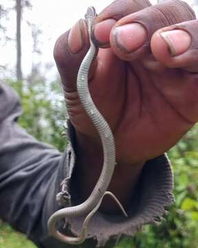 Image of Goldenhead Garter Snake