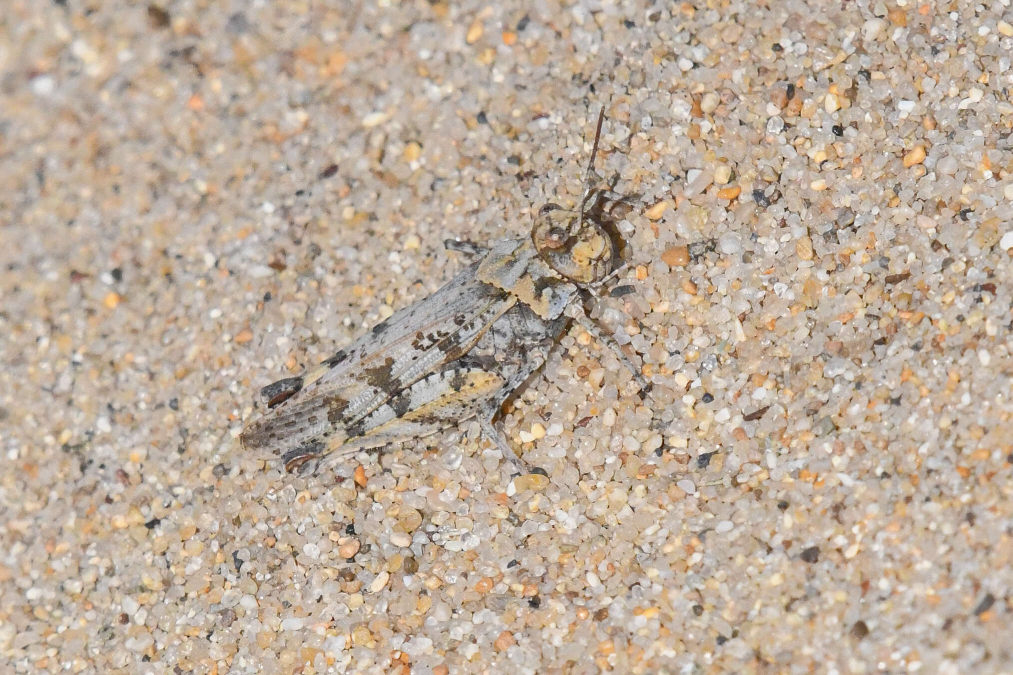 Image of Microtes occidentalis (Bruner & L. 1893)