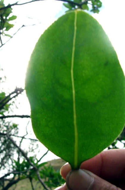 Image of Myoporum semotum Heenan & de Lange