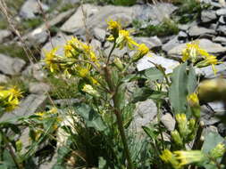 Plancia ëd Solidago virgaurea L.