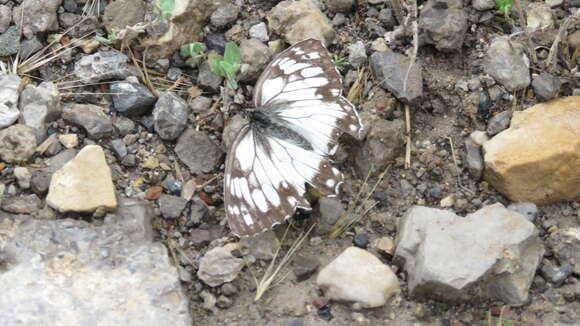 Image of Melanargia evartianae Wagener 1976