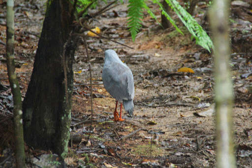 Image of kagus