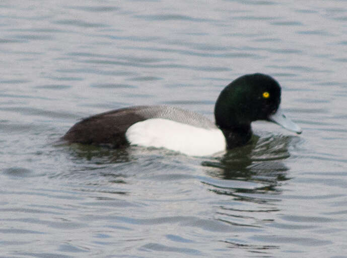 Image of Greater Scaup