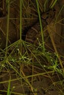 Image of Masked Water Snake