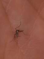 Image of Mosquito