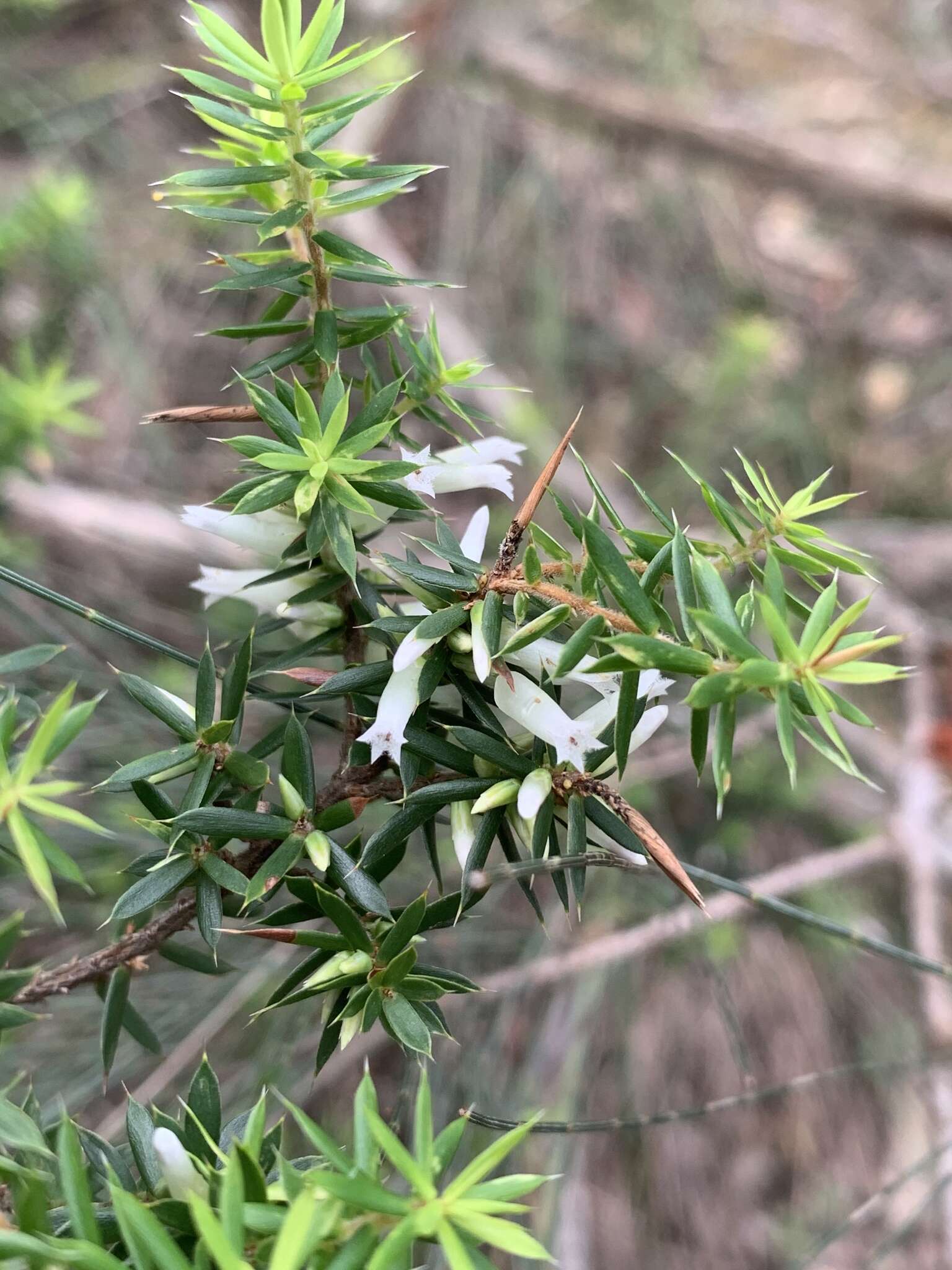 Plancia ëd Styphelia sieberi