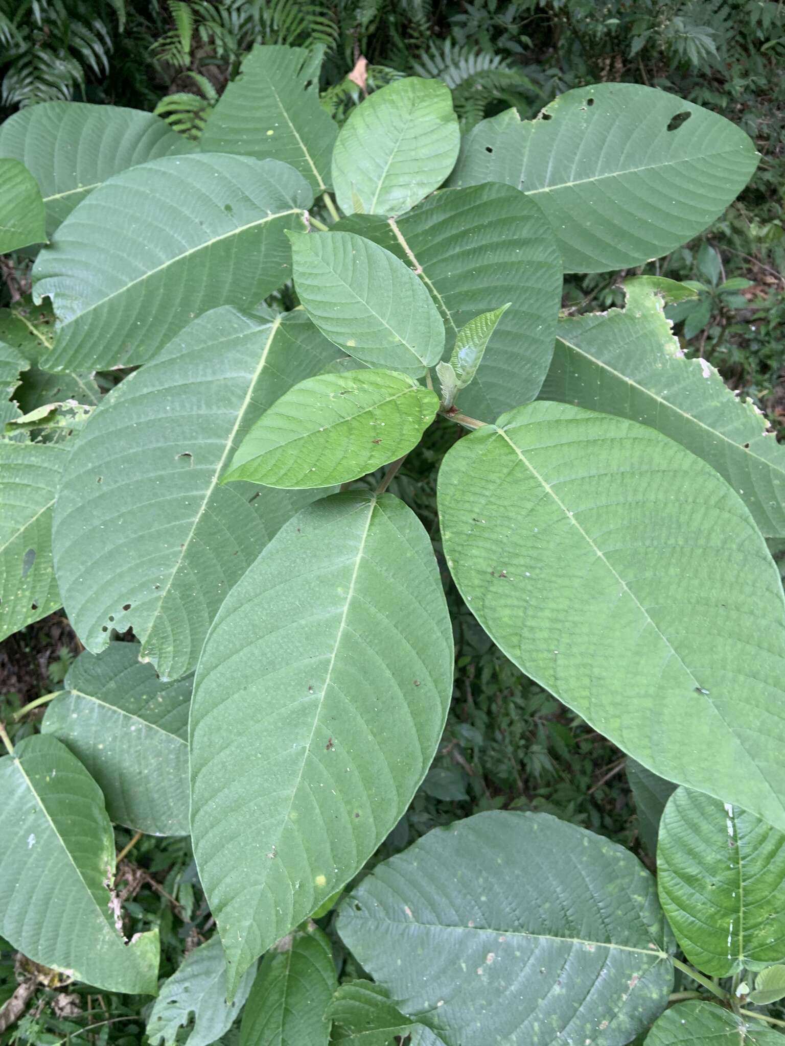 Image of Dendrocnide meyeniana (Walp.) Chew