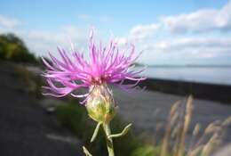 Plancia ëd Centaurea borysthenica Gruner