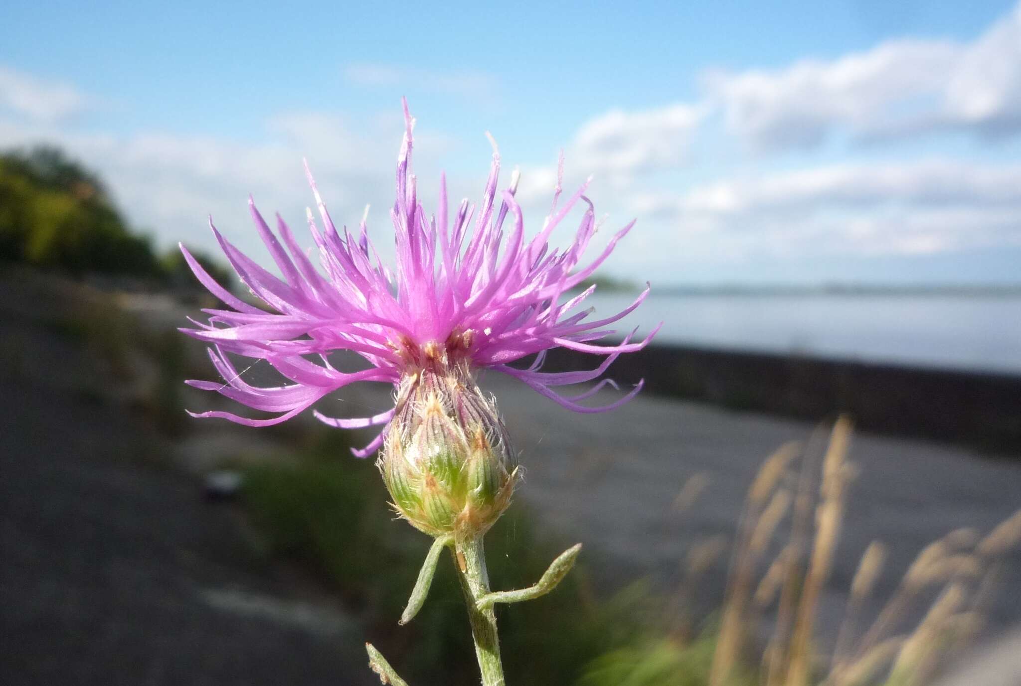 Слика од Centaurea borysthenica Gruner