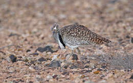 Image of Chlamydotis undulata fuertaventurae (Rothschild & Hartert 1894)