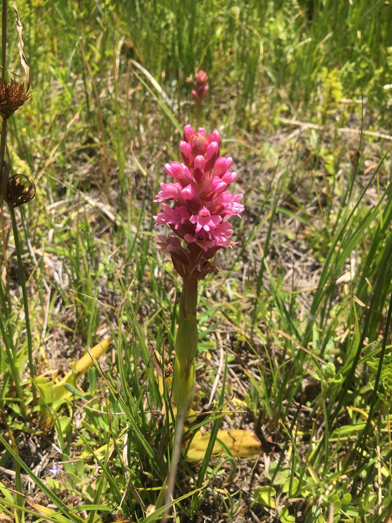 Image of Satyrium hallackii subsp. hallackii