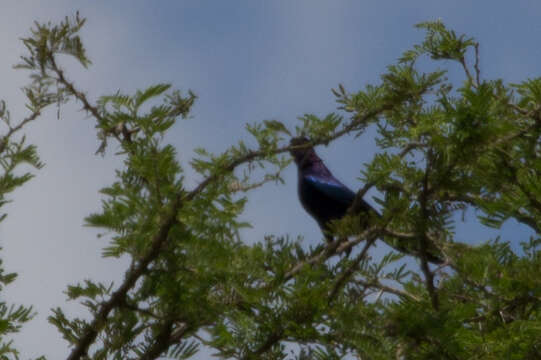 Image of Rueppell's Glossy-Starling