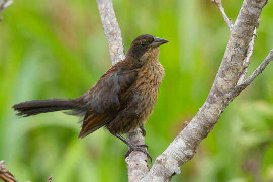 Image of Unicolored Blackbird