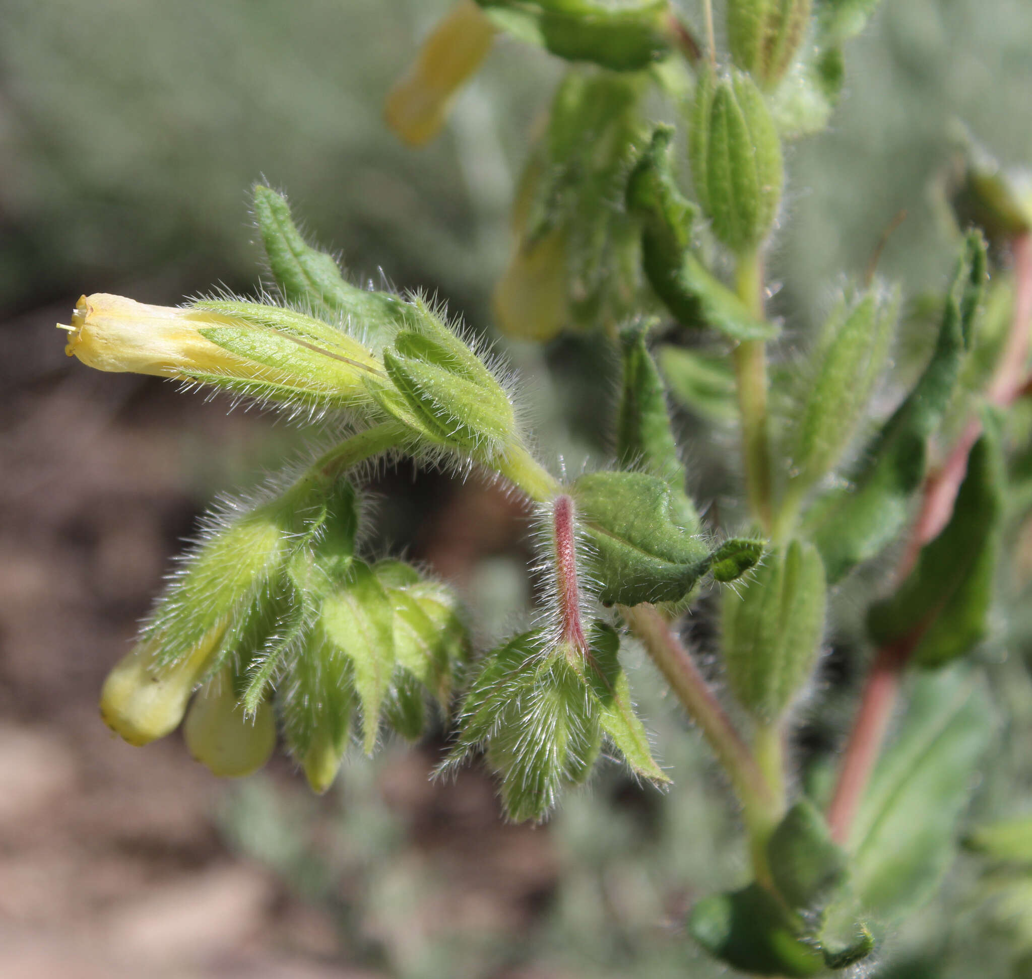 Слика од <i>Onosma setosa</i>