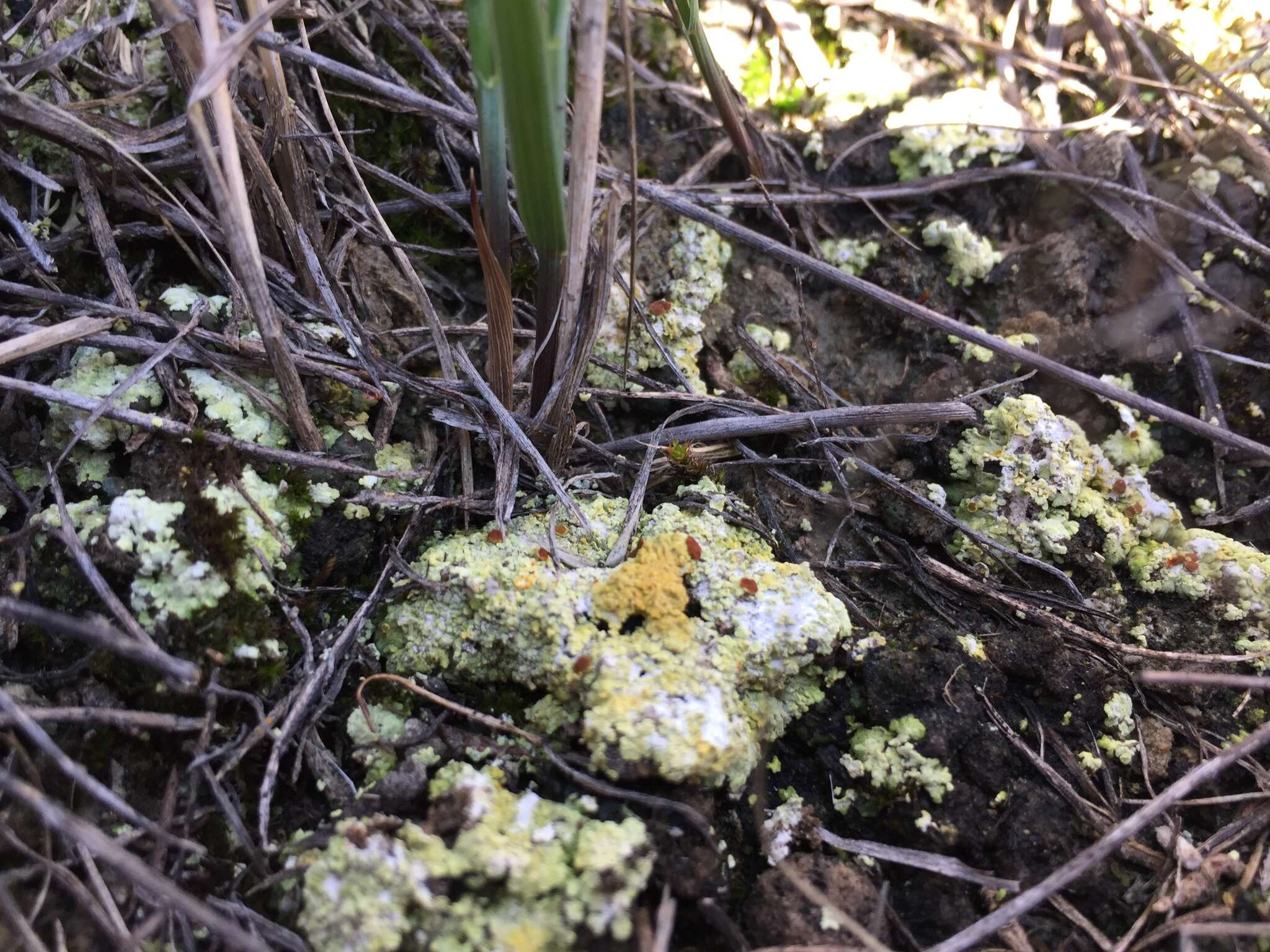 Image de Fulgensia bracteata (Hoffm.) Räsänen