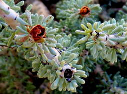 Image of Portulacaria namaquensis Sond.