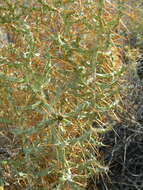 Image of Cylindropuntia caribaea (Britton & Rose) F. M. Knuth