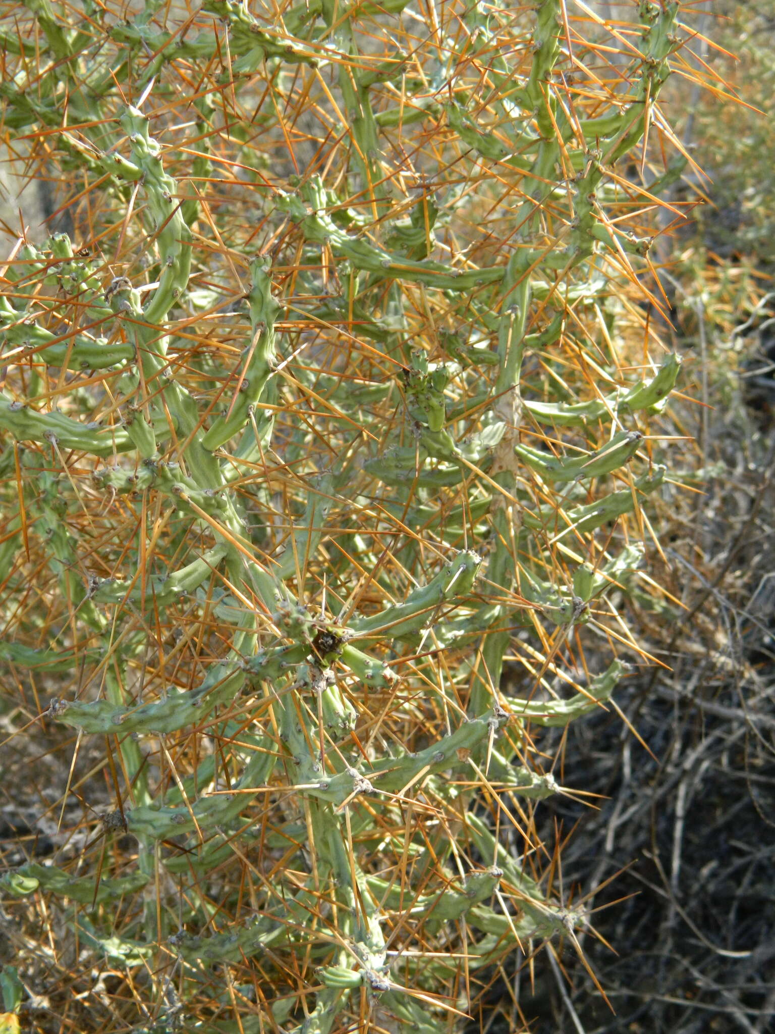 Image de Cylindropuntia caribaea (Britton & Rose) F. M. Knuth