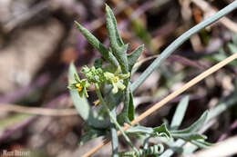 Kedrostis capensis (Sond.) A. Meeuse resmi