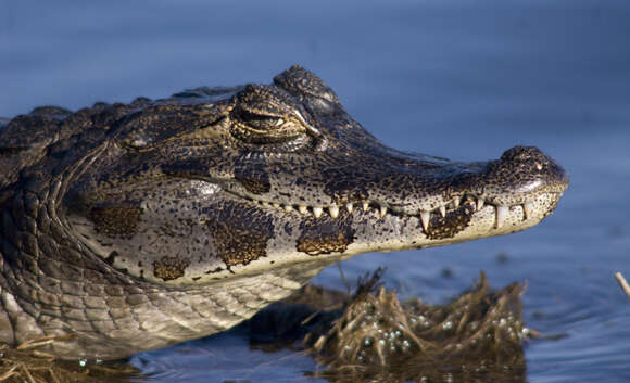 Image of Yacare caiman