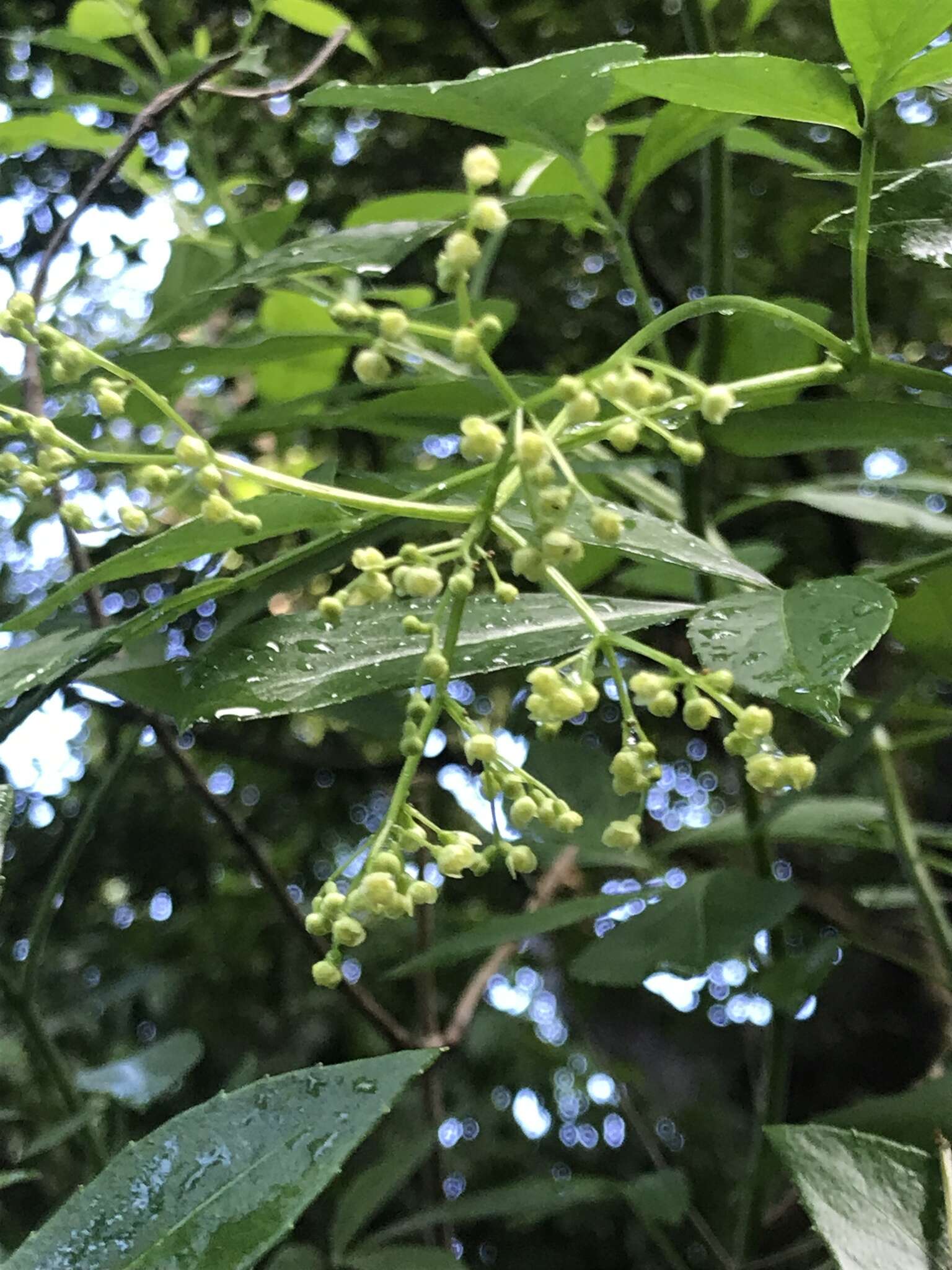 Sivun Sambucus australasica (Lindley) Fritsch kuva