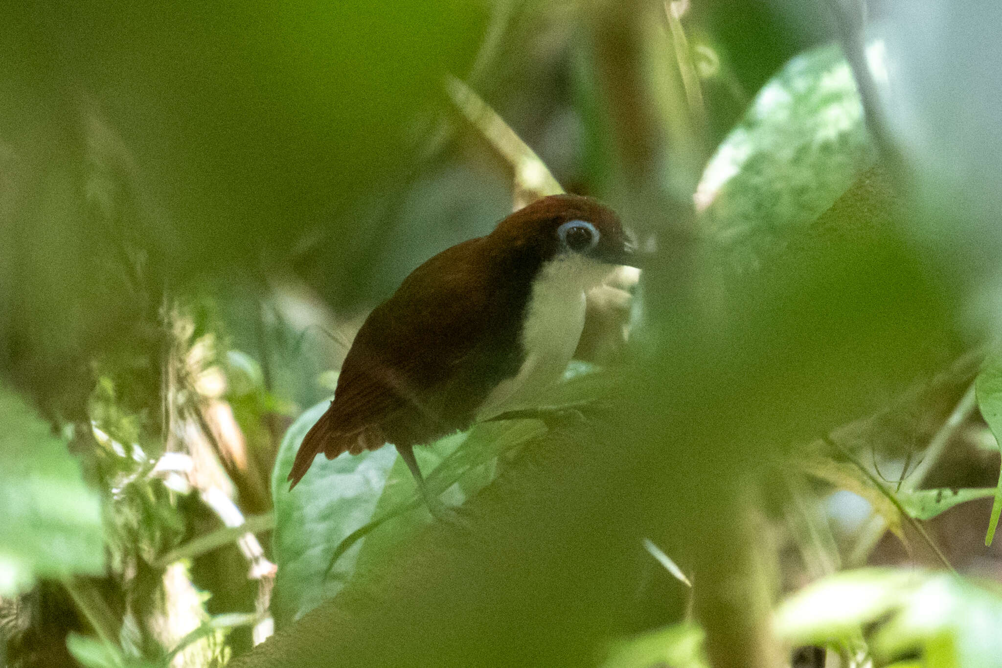 Image of Bicolored Antbird