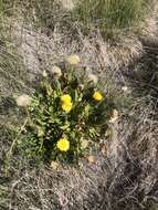 Image of California dandelion