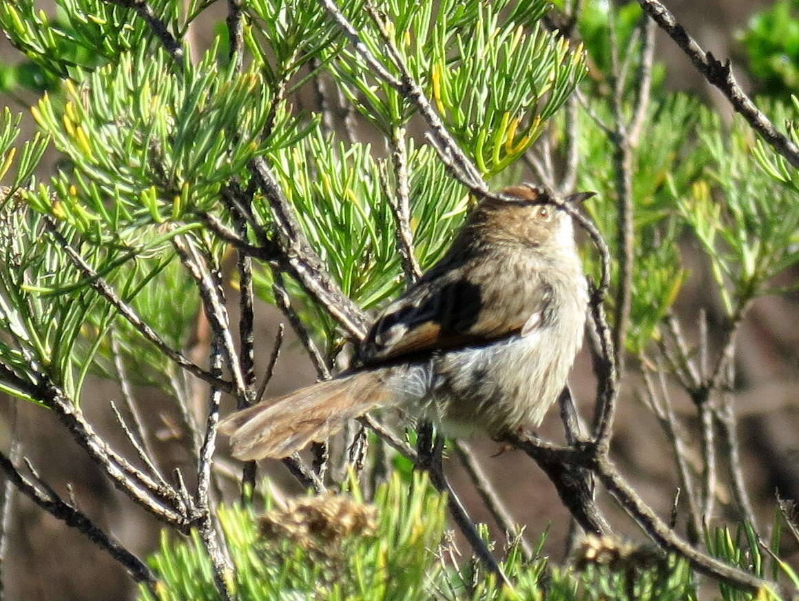 Imagem de Cisticola fulvicapilla silberbauer (Roberts 1919)