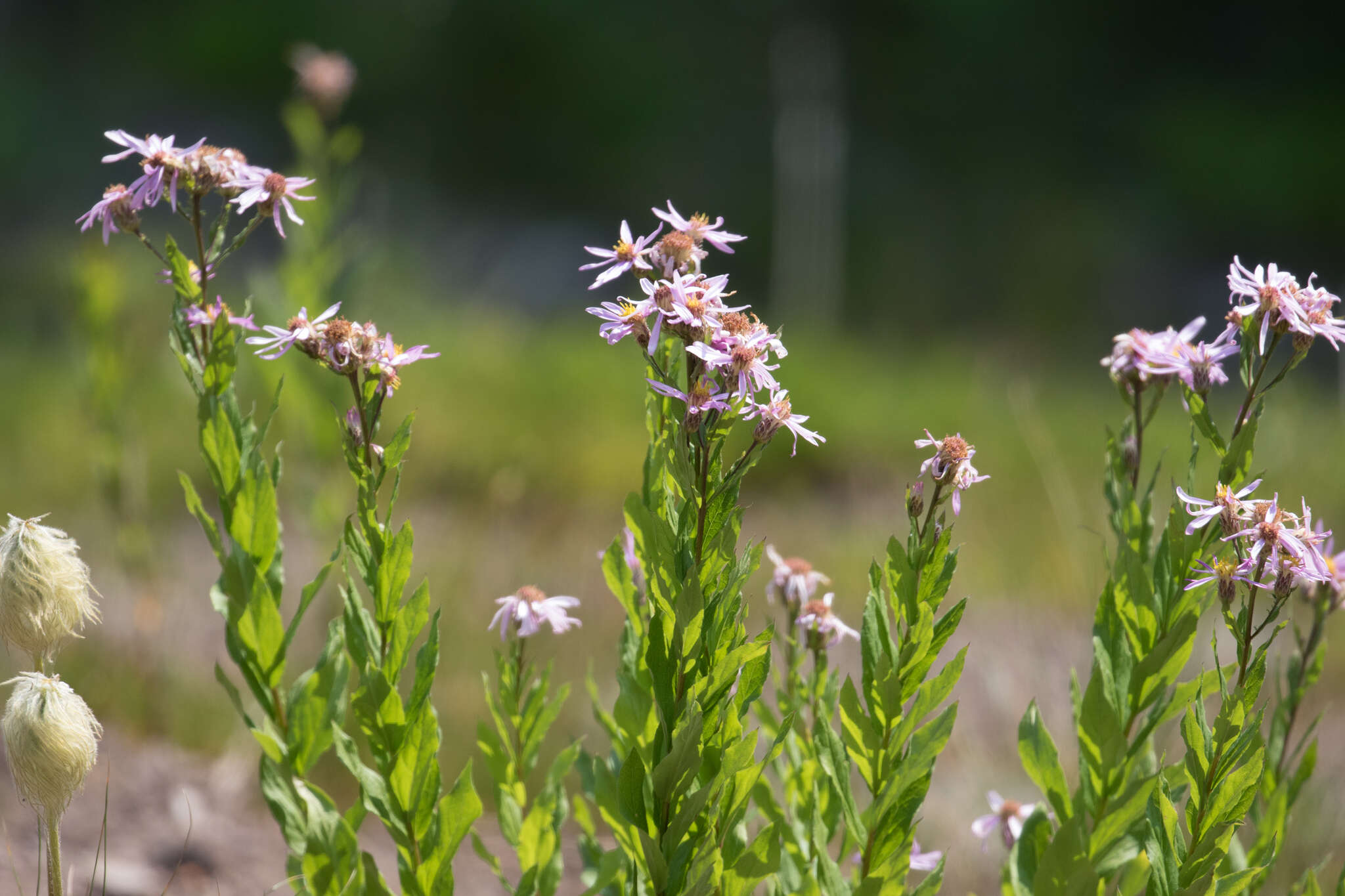 Image of Engelmann's aster